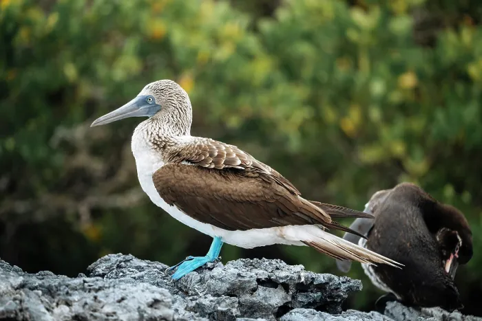 Framed Print : Galapagos Islands, Ecuador Framed Print : Galapagos Islands, Ecuador