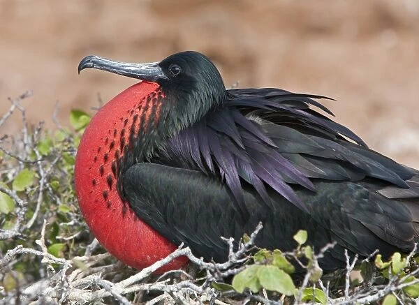 Galapagos Islands, A frigatebird on North Seymour island inflates his red pouch to attract a mate
