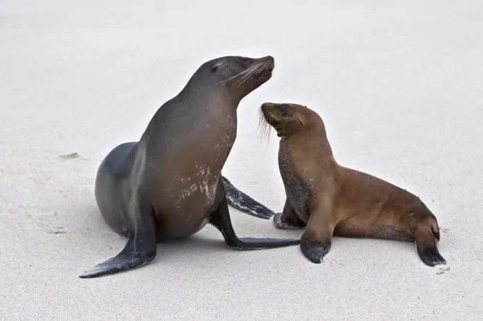 Framed Print : Galapagos Islands, Galapagos sea lions on the sandy beach of Espanola island Framed Print : Galapagos Islands, Galapagos sea lions on the sandy beach of Espanola island