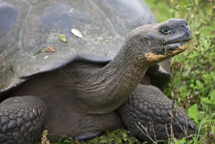 Framed Print : Galapagos Islands, A giant tortoise after which the Galapagos islands were named