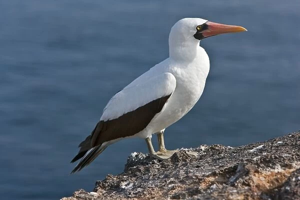 Galapagos Islands, A Nazca booby on the lava cliffs of Genovese Island