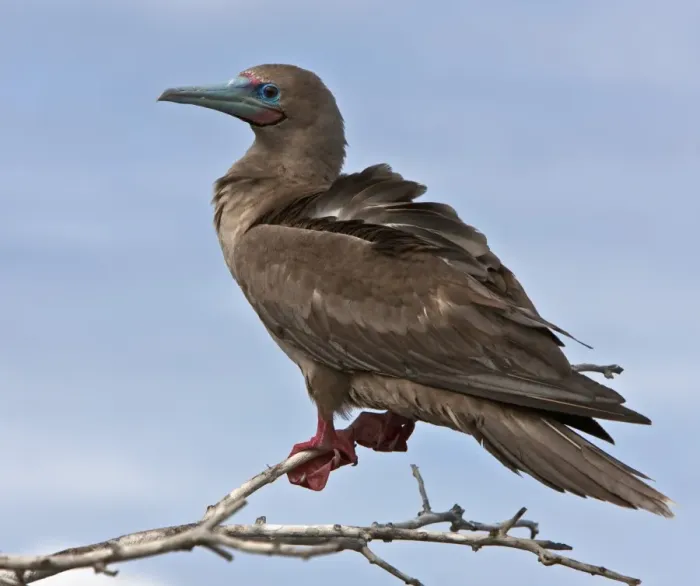 Framed Print : Galapagos Islands, A red-footed booby on Genovese Island which harbours the largest colony of these boobies in Framed Print : Galapagos Islands, A red-footed booby on Genovese Island which harbours the largest colony of these boobies in
