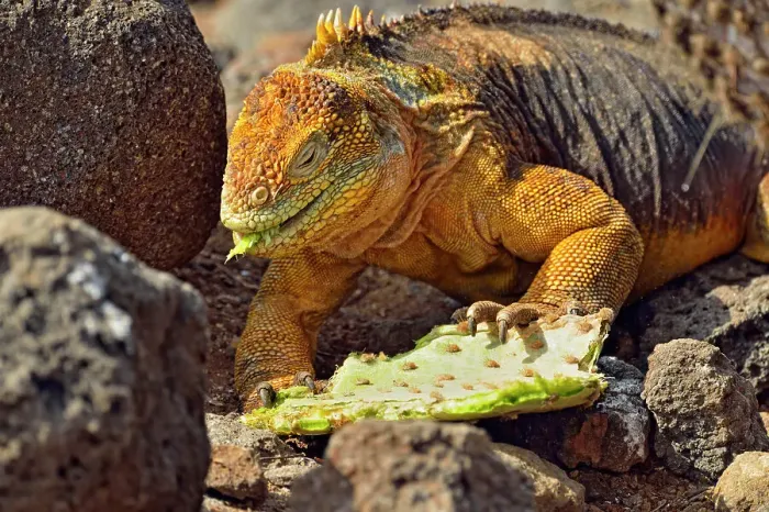 Framed Print : Galapagos land iguana (Conolophus subcristatus), Galapagos Islands National Park, North Seymore Is. Ecuador Framed Print : Galapagos land iguana (Conolophus subcristatus), Galapagos Islands National Park, North Seymore Is. Ecuador