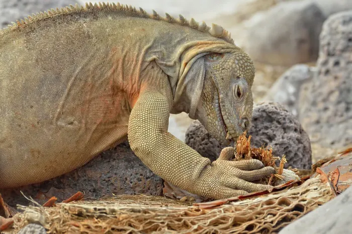 Framed Print : Galapagos land iguana (Conolophus subcristatus) Eating dry cactus, Galapagos Islands National Park, Santa Fe Island, Ecuador Framed Print : Galapagos land iguana (Conolophus subcristatus) Eating dry cactus, Galapagos Islands National Park, Santa Fe Island, Ecuador