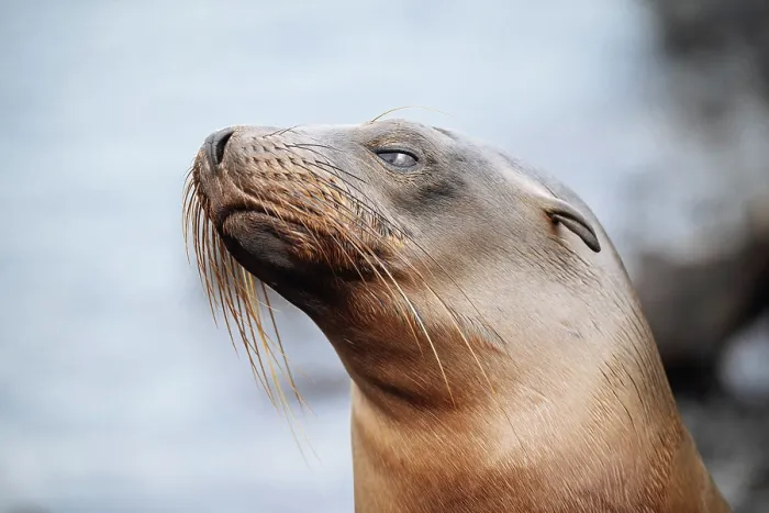 Framed Print : Galapagos Sea Lion, Isla Isabela, Galapagos Islands, Ecuador Framed Print : Galapagos Sea Lion, Isla Isabela, Galapagos Islands, Ecuador
