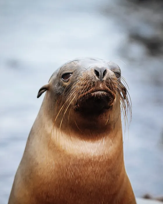 Framed Print : Galapagos Sea Lion, Isla Isabela, Galapagos Islands, Ecuador Framed Print : Galapagos Sea Lion, Isla Isabela, Galapagos Islands, Ecuador