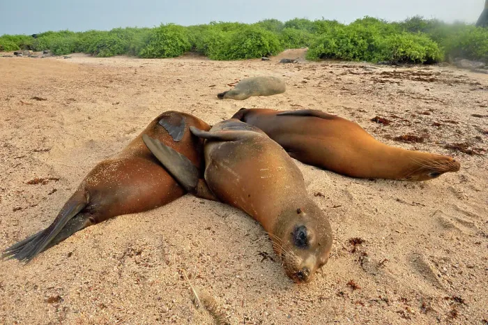 Framed Print : Galapagos sea lion (Zalophus wollebaeki), Galapagos Islands National Park, Espanola (Hood) Island, Punta Suarez, Ecuador Framed Print : Galapagos sea lion (Zalophus wollebaeki), Galapagos Islands National Park, Espanola (Hood) Island, Punta Suarez, Ecuador