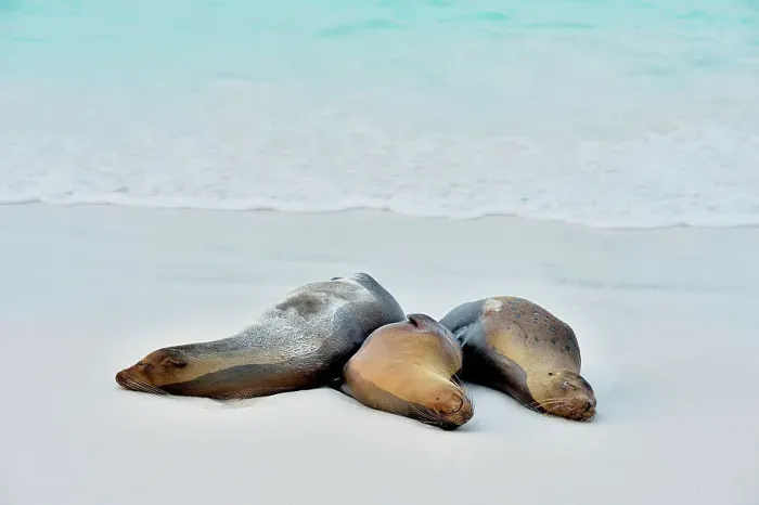 Framed Print : Galapagos sea lion (Zalophus wollebaeki), Galapagos Islands National Park, Espanola (Hood) Island, Gardner Bay, Ecuador Framed Print : Galapagos sea lion (Zalophus wollebaeki), Galapagos Islands National Park, Espanola (Hood) Island, Gardner Bay, Ecuador