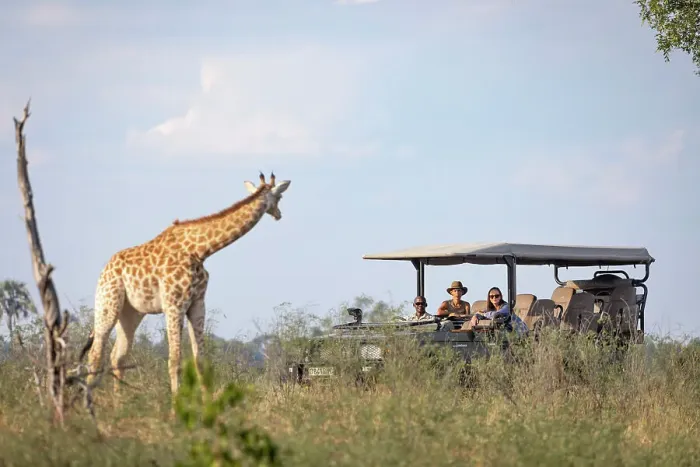Framed Print : Gamedrive with Giraffe, Okavango Delta, Botswana Framed Print : Gamedrive with Giraffe, Okavango Delta, Botswana