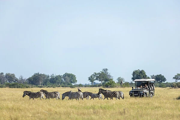 Gamedrive with Zebra, Okavango Delta, Botswana