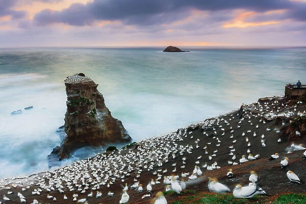 Gannet Colony on a a sea stack at sunset with the sun setting in the ocean on the West
