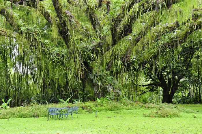 Framed Print : Garden at Hacienda San Jose, Pereira, Colombia, South America Framed Print : Garden at Hacienda San Jose, Pereira, Colombia, South America