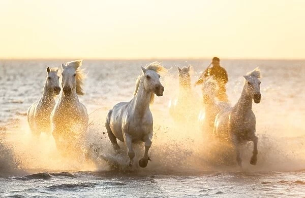 Gardian, cowboy & horseman of the Camargue with running white horses, Camargue, France