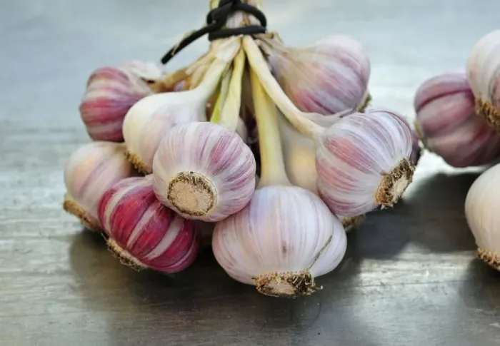 Framed Print : Garlic Framed Print : Garlic