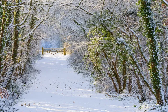 Framed Print : Gate & Country Lane in Winter, Melbury Osmond, Dorset, England Framed Print : Gate & Country Lane in Winter, Melbury Osmond, Dorset, England