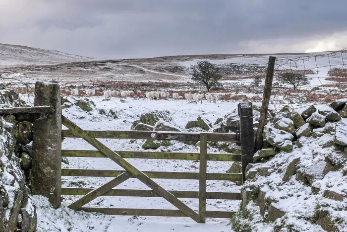 Framed Print : Gate to open moorland on a snowy winter day, Dartmoor National Park, Devon, England. Winter (January) 2023 Framed Print : Gate to open moorland on a snowy winter day, Dartmoor National Park, Devon, England. Winter (January) 2023
