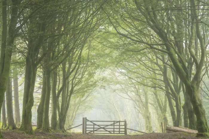 Framed Print : Gateway in deciduous woodland, Bellever Forest, Dartmoor, Devon, England