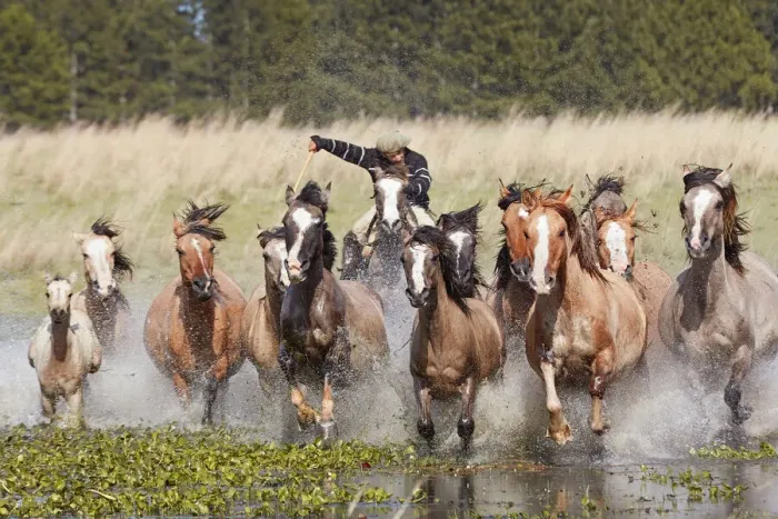 Framed Print : A gaucho drives a group of horses through a lagoon of the Estancia Buena Vista, Esquina Framed Print : A gaucho drives a group of horses through a lagoon of the Estancia Buena Vista, Esquina