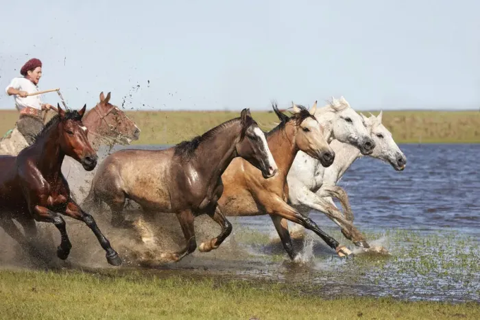 Framed Print : A gaucho drives a herd of horses through a lagoon of the Estancia Buena Vista, Esquina, Corrientes, Argentina