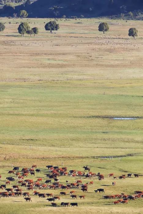 Framed Print : A gaucho moves a herd of cows through the laguna Terraplen valley, Trevelin, Chubut, Patagonia, Argentina Framed Print : A gaucho moves a herd of cows through the laguna Terraplen valley, Trevelin, Chubut, Patagonia, Argentina