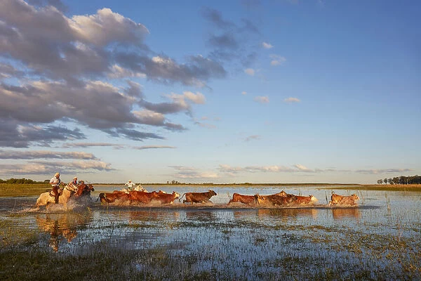 Four gauchos drive a group of cows inside a lagoon of the Estancia Buena Vista at dusk
