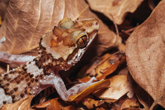 Framed Print : Gecko camouflaged among fallen leaves. Madagascar, Africa. Kirindy forest Framed Print : Gecko camouflaged among fallen leaves. Madagascar, Africa. Kirindy forest