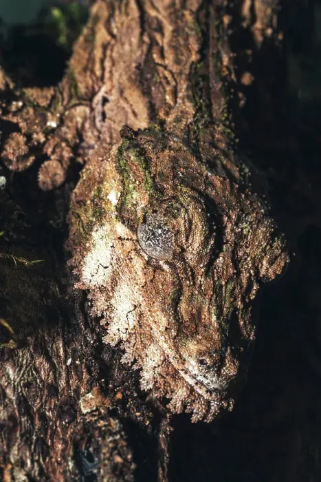 Framed Print : Gecko camouflaged on tree. Madagascar, Africa Framed Print : Gecko camouflaged on tree. Madagascar, Africa