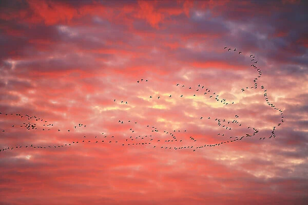 Geese flying at sunset Lepine, Saskatchewan, Canada