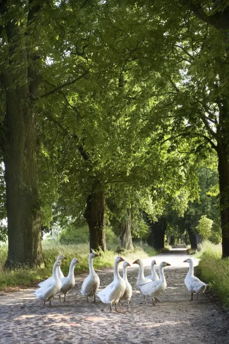 Framed Print : Geese, Lancken-Granitz, Rugen Island, Mecklenburg-Western Pomerania, Germany