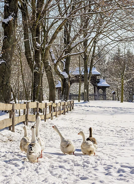 Geese walking by the wooden fence, Lublin Open Air Museum, winter, Lublin Voivodeship