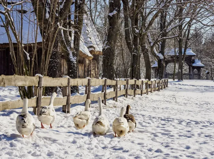 Framed Print : Geese walking by the wooden fence, Lublin Open Air Museum, winter, Lublin Voivodeship Framed Print : Geese walking by the wooden fence, Lublin Open Air Museum, winter, Lublin Voivodeship