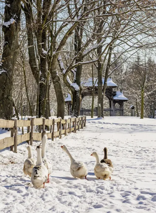 Framed Print : Geese walking by the wooden fence, Lublin Open Air Museum, winter, Lublin Voivodeship Framed Print : Geese walking by the wooden fence, Lublin Open Air Museum, winter, Lublin Voivodeship