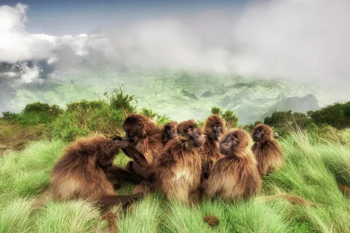 Framed Print : Gelada baboon family in Simien Mountains National Park, Northern Ethiopia Framed Print : Gelada baboon family in Simien Mountains National Park, Northern Ethiopia