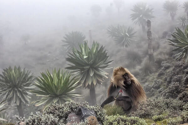 Gelada baboon and giant lobelia in Simien Mountains National Park, Northern Ethiopia