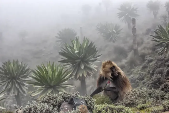 Framed Print : Gelada baboon and giant lobelia in Simien Mountains National Park, Northern Ethiopia