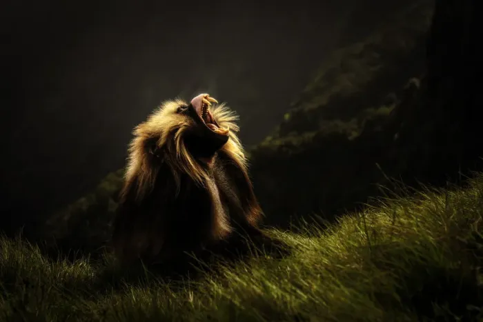 Framed Print : Gelada baboon silhouette in Simien Mountains National Park, Northern Ethiopia