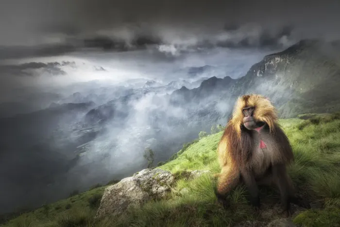 Framed Print : Gelada baboon in Simien Mountains National Park, Northern Ethiopia Framed Print : Gelada baboon in Simien Mountains National Park, Northern Ethiopia