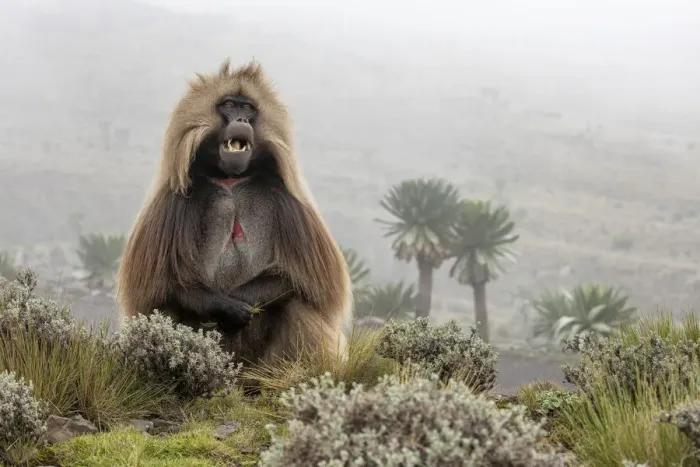 Framed Print : Gelada baboon in Simien Mountains National Park, Northern Ethiopia