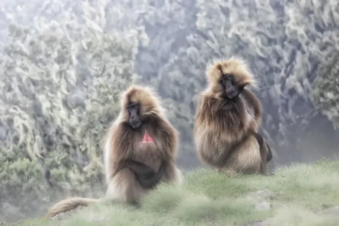 Framed Print : Gelada baboons in Simien Mountains National Park, Ethiopia Framed Print : Gelada baboons in Simien Mountains National Park, Ethiopia