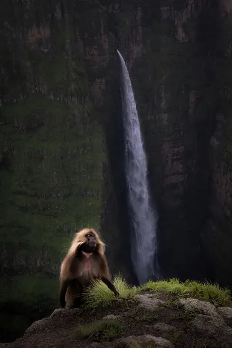 Framed Print : gelada (Theropithecus gelada), sometimes called the bleeding-heart monkey or the gelada baboon in the Simien Mountains National Park, Ethiopia
