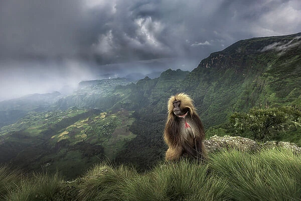 gelada (Theropithecus gelada), sometimes called the bleeding-heart monkey or the gelada baboon in the Simien Mountains National Park, Ethiopia