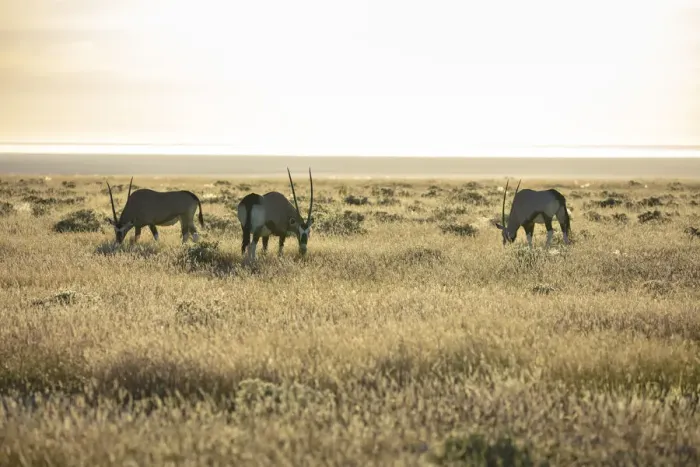 Framed Print : Gemsbok (Oryx gazella) grazing, Etosha National Park, Etosha, Namibia Framed Print : Gemsbok (Oryx gazella) grazing, Etosha National Park, Etosha, Namibia