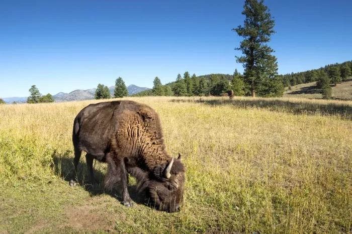 Framed Print : Genesee Park, Colorado, American Bison Grazing, Rocky Mountains