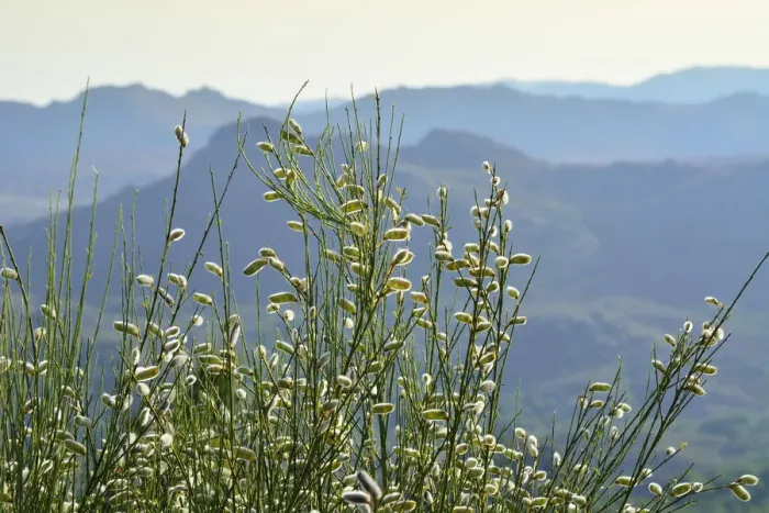 Framed Print : Genista in the mountains. Peneda Geres National Park. Portugal Framed Print : Genista in the mountains. Peneda Geres National Park. Portugal