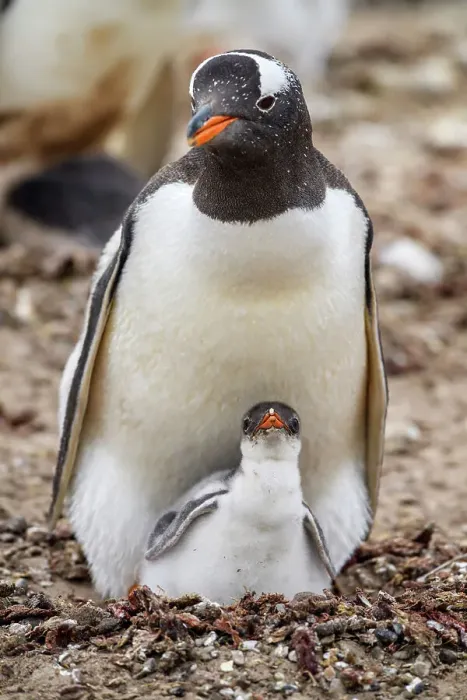 Framed Print : Gentoo penguin (Psygoscelis papua), Saunders Island, West Falkland, Falkland Islands Framed Print : Gentoo penguin (Psygoscelis papua), Saunders Island, West Falkland, Falkland Islands