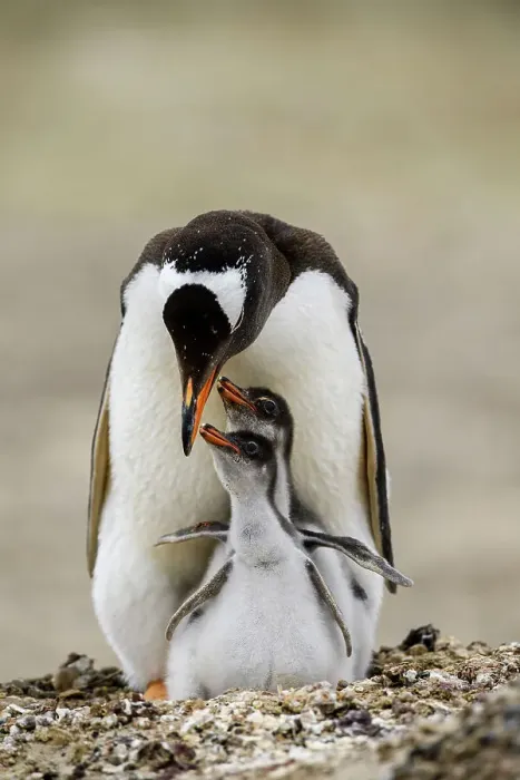 Framed Print : Gentoo penguin (Psygoscelis papua), Saunders Island, West Falkland, Falkland Islands Framed Print : Gentoo penguin (Psygoscelis papua), Saunders Island, West Falkland, Falkland Islands