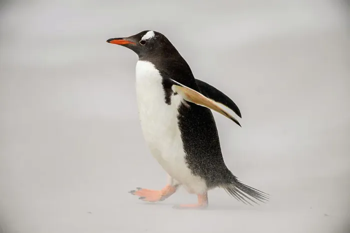 Framed Print : Gentoo penguin (Psygoscelis papua), Saunders Island, West Falkland, Falkland Islands Framed Print : Gentoo penguin (Psygoscelis papua), Saunders Island, West Falkland, Falkland Islands