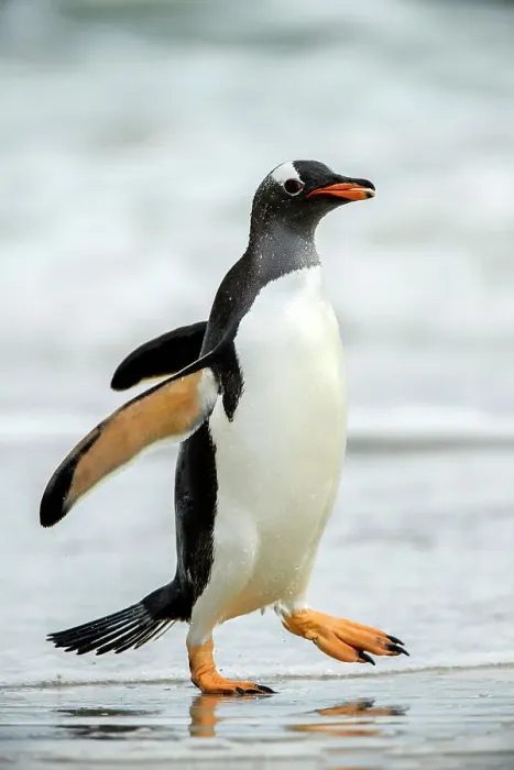 Framed Print : Gentoo penguin (Psygoscelis papua) Emerging from surf to return to colony, Saunders Island, West Falkland, Falkland Islands Framed Print : Gentoo penguin (Psygoscelis papua) Emerging from surf to return to colony, Saunders Island, West Falkland, Falkland Islands