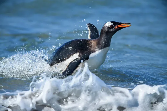 Framed Print : Gentoo penguin (Psygoscelis papua) Emerging from surf to return to colony, Sea Lion Island, East Falkland, Falkland Islands Framed Print : Gentoo penguin (Psygoscelis papua) Emerging from surf to return to colony, Sea Lion Island, East Falkland, Falkland Islands
