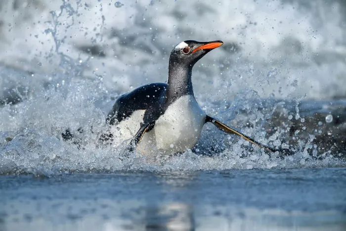Framed Print : Gentoo penguin (Psygoscelis papua) Emerging from surf to return to colony, Sea Lion Island, East Falkland, Falkland Islands Framed Print : Gentoo penguin (Psygoscelis papua) Emerging from surf to return to colony, Sea Lion Island, East Falkland, Falkland Islands